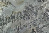 Fossil Fern (Sphenopteris & Lyginopteris) Plate - Alabama #112702-1